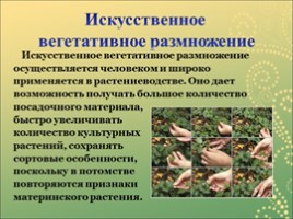 Вегетативное размножение цветковых растений - Часть 1, слайд 8