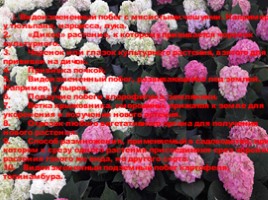 Вегетативное размножение цветковых растений - Часть 4, слайд 1