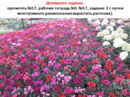 Вегетативное размножение цветковых растений - Часть 4, слайд 4