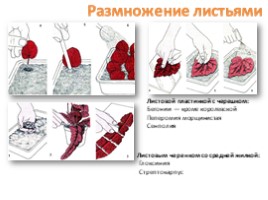 Вегетативное размножение цветковых растений - Часть 3, слайд 4