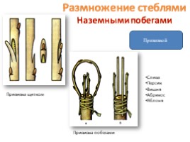 Вегетативное размножение цветковых растений - Часть 3, слайд 6