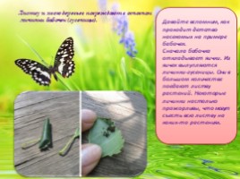 Бабочки, слайд 6