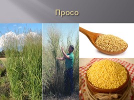 Проект «Каша-праматерь хлеба», слайд 17