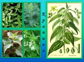 Лекарственные растения «Врач лечит, природа исцеляет…», слайд 16