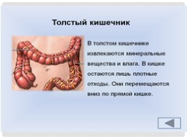 Окружающий мир 4 класс «Пищеварительная система человека», слайд 10