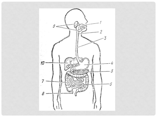 Презентация органы пищеварения 4 класс