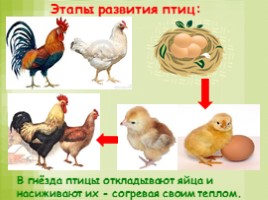 Размножение и развитие животных, слайд 12