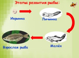 Размножение и развитие животных, слайд 6