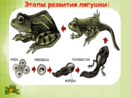 Размножение и развитие животных, слайд 8