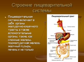 Пищеварительная система: зубы, желудок, толстый кишечник, слюна, слайд 12