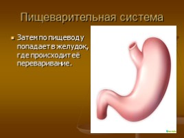 Пищеварительная система: зубы, желудок, толстый кишечник, слюна, слайд 5