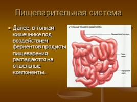 Пищеварительная система: зубы, желудок, толстый кишечник, слюна, слайд 7