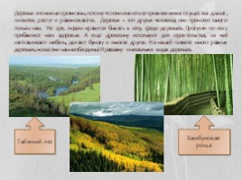 «Вторая жизнь деревьев»1 класс окружающий мир, слайд 2
