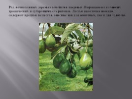 Изучение ассортимента экзотических плодов, слайд 14