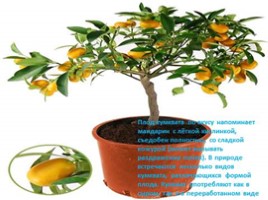 Изучение ассортимента экзотических плодов, слайд 34