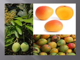 Изучение ассортимента экзотических плодов, слайд 55