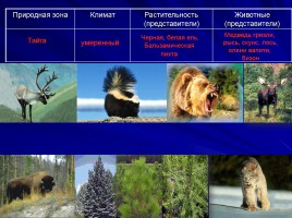 Природные зоны Северной Америки, слайд 15
