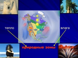 Природные зоны Северной Америки, слайд 5