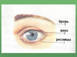 Как мы воспринимаем окружающий мир для 3 класса, слайд 21