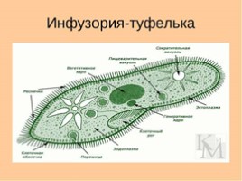 Животные маленькие и большие для 3 класса, слайд 4