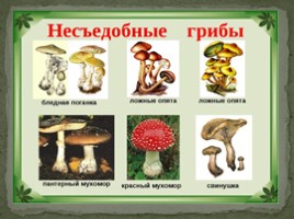В царстве грибов" для дошкольников, слайд 11