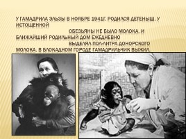 Ленинградский зоопарк во время войны, слайд 3