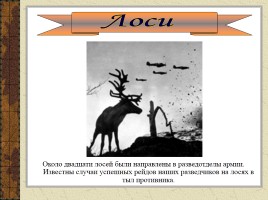 Животные на войне, слайд 18