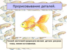 Красивые рыбы, слайд 31