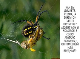 Не любимые животные - пауки, слайд 11