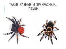 Не любимые животные - пауки, слайд 3