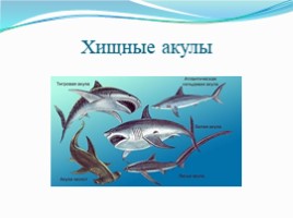 План акула 3 класс