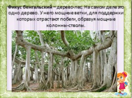 Удивительные деревья Мира, слайд 4