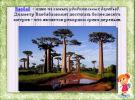 Удивительные деревья Мира, слайд 6