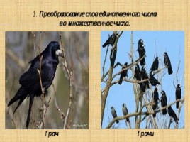 Птицы (Различие единственного и множественного числа)