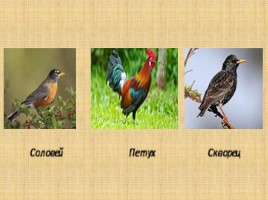 Птицы (Различие единственного и множественного числа), слайд 10