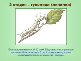 Натуральные волокна животного происхождения, слайд 20