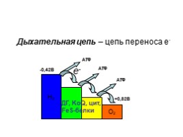 Биологические окисления, слайд 20