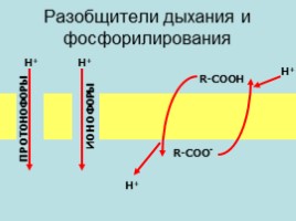 Биологические окисления, слайд 48