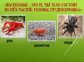Кто такие насекомые?, слайд 6