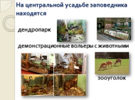 Животный мир Воронежского заповедника, слайд 11