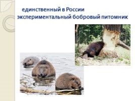 Животный мир Воронежского заповедника, слайд 13