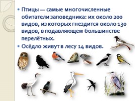 Животный мир Воронежского заповедника, слайд 6