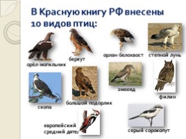 Животный мир Воронежского заповедника, слайд 7