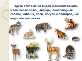 Животный мир Воронежского заповедника, слайд 8