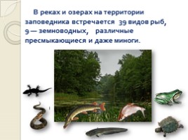 Животный мир Воронежского заповедника, слайд 9