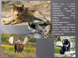 Животный и растительный мир Амурской области, слайд 16