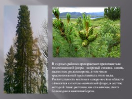Животный и растительный мир Амурской области, слайд 5