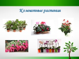 Для 1 класса по окружающему миру "Как живут растения", слайд 5