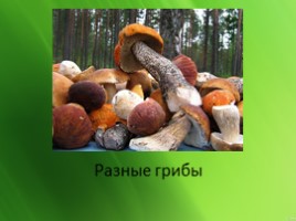 Шляпочные грибы, слайд 19