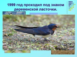 1 апреля «День птиц», слайд 11